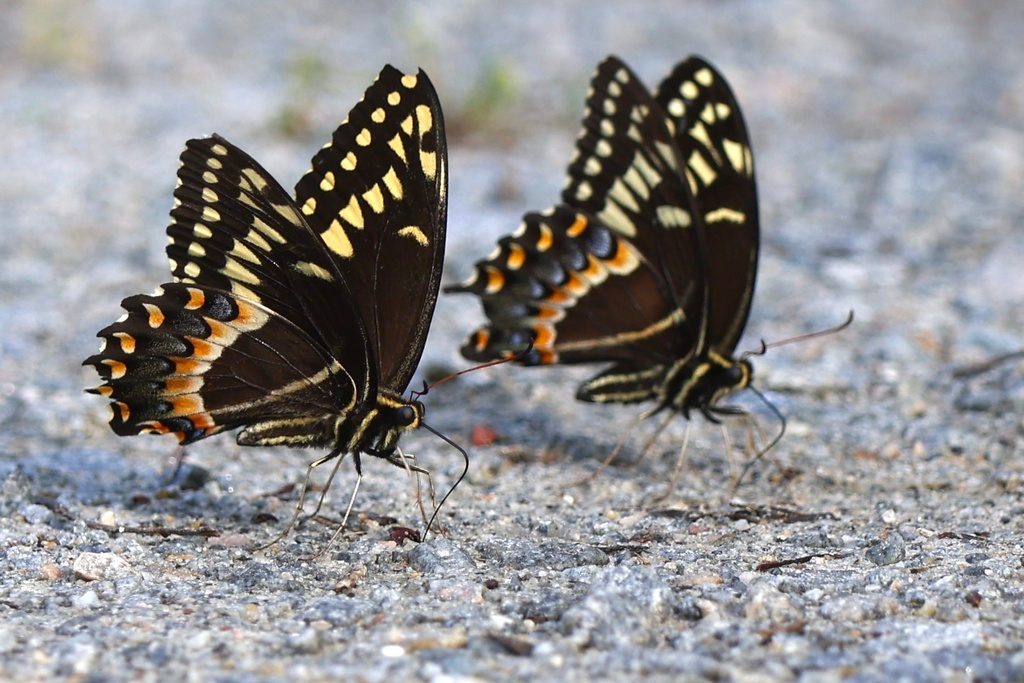 Palamedes Swallowtail reference