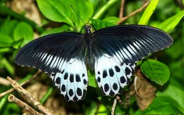 Blue Mormon reference