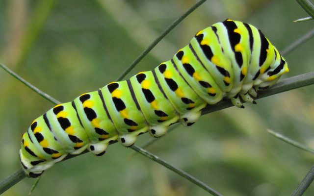Black Swallowtail reference