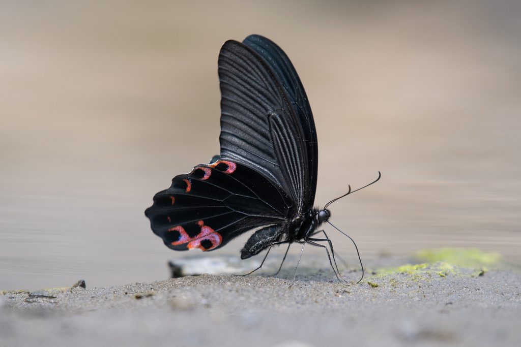 Spangle Butterfly reference
