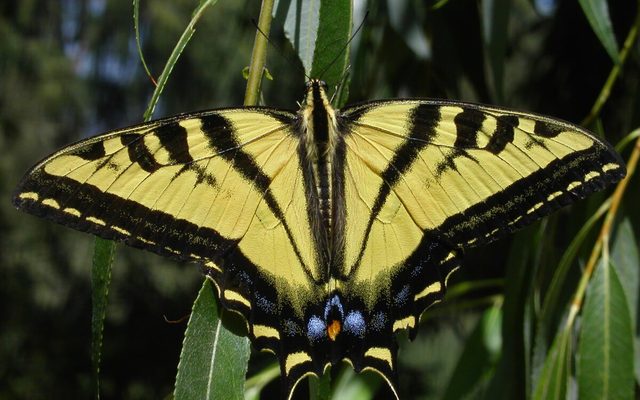 Western Tiger Swallowtail reference
