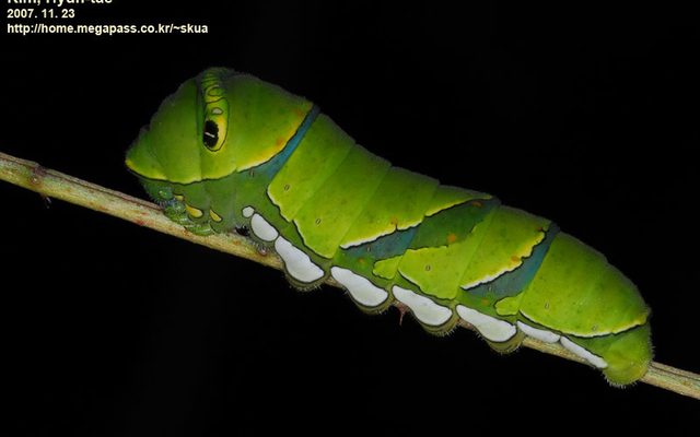 Asian Swallowtail reference