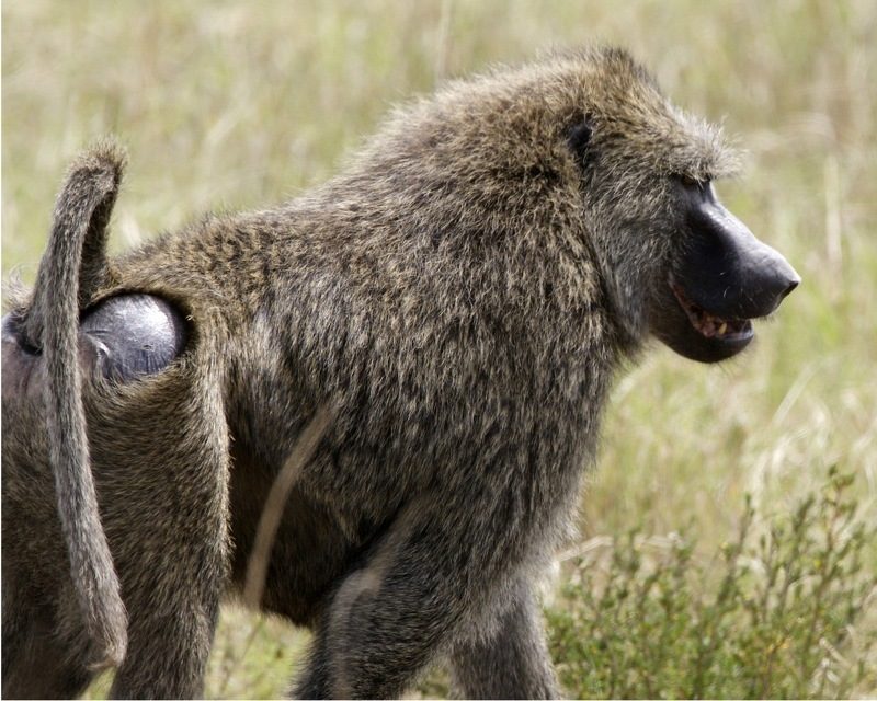 Olive Baboon reference