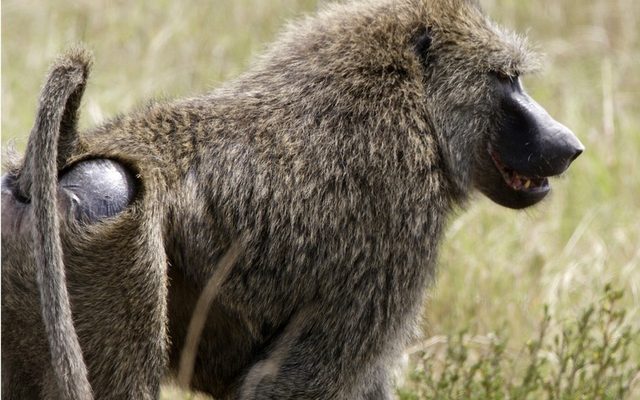 Olive Baboon reference