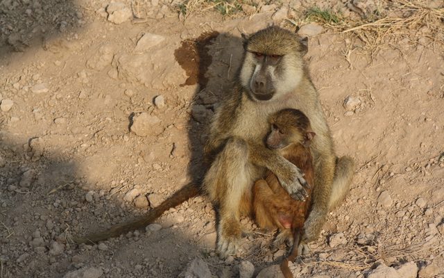 Yellow Baboon reference