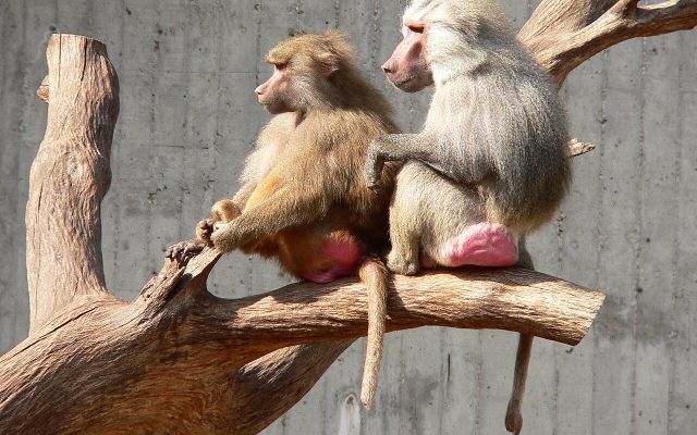 Hamadryas Baboon reference