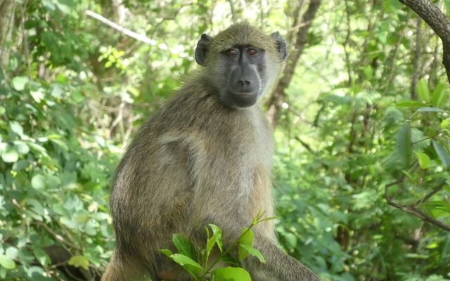 Chacma Baboon reference