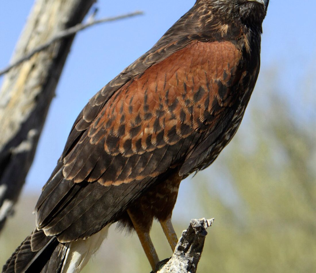 Harris's Hawk reference