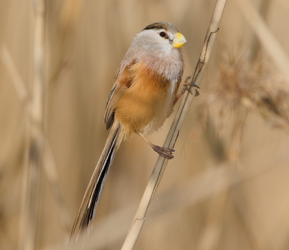 Reed Parrotbill reference