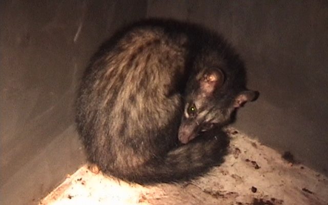 Asian Palm Civet reference
