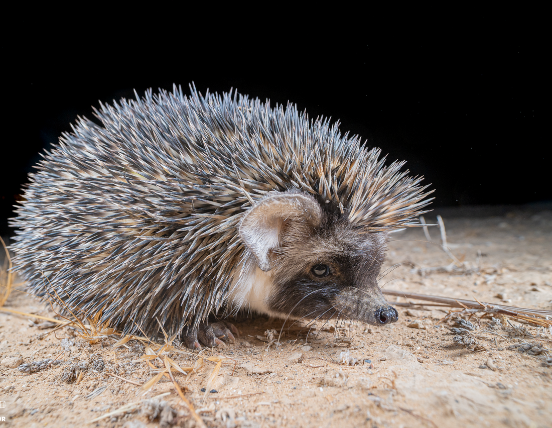 Desert Hedgehog reference