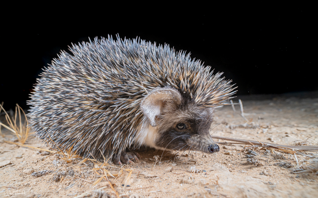 Desert Hedgehog reference