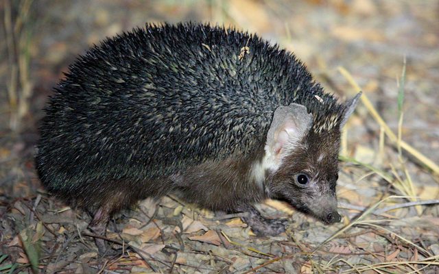 Brandt's Hedgehog reference
