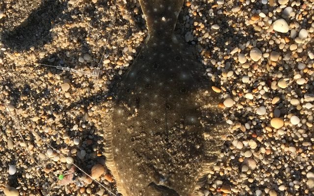 Summer Flounder reference