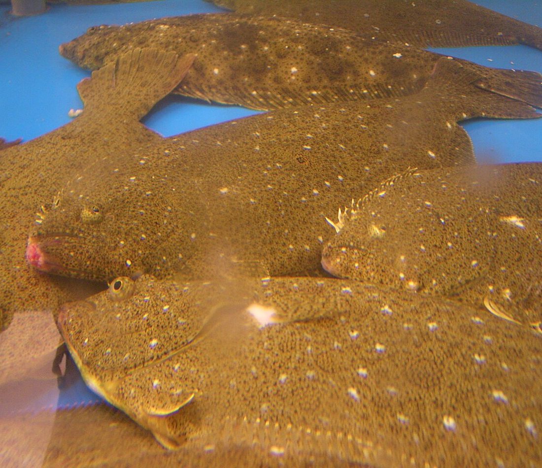 Olive Flounder reference