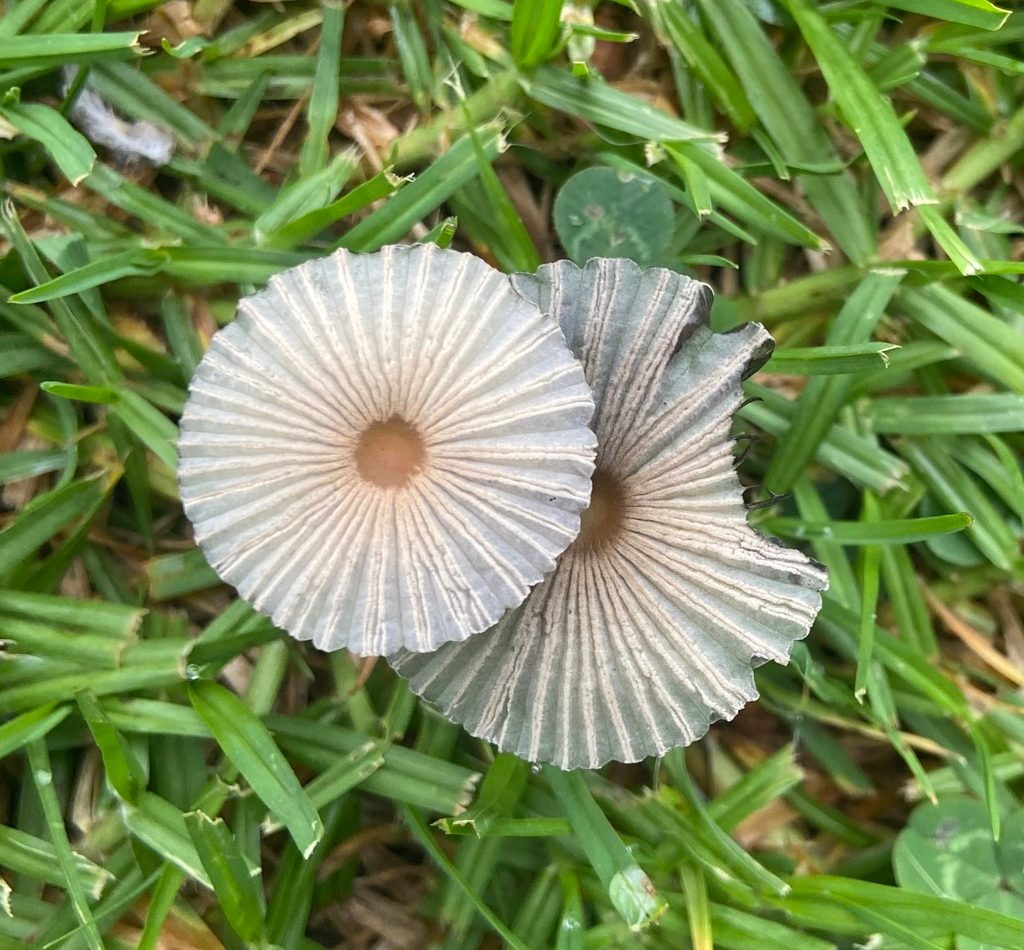 pleated inkcap reference