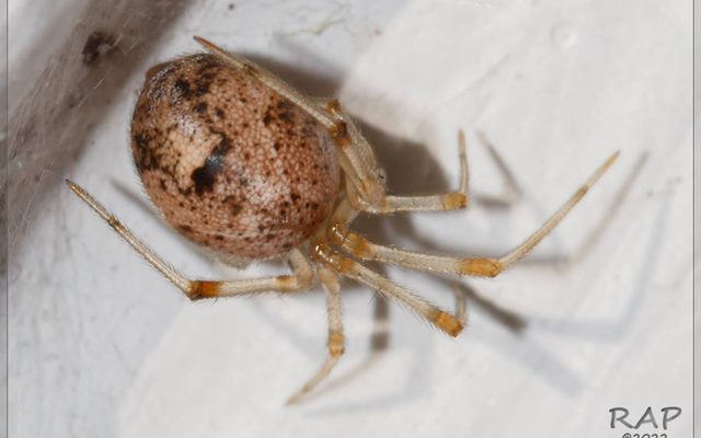 American House Spider reference