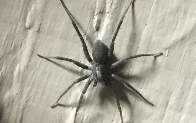 Prowling Wolf Spider reference