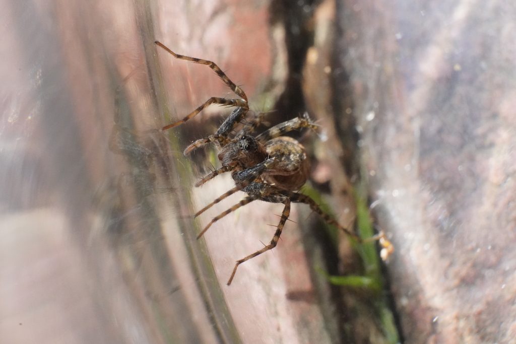 Shore Spider reference