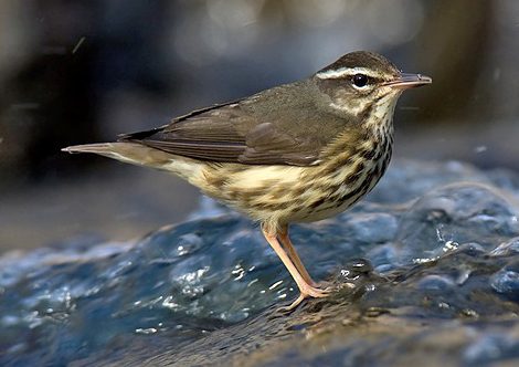 Louisiana Waterthrush reference