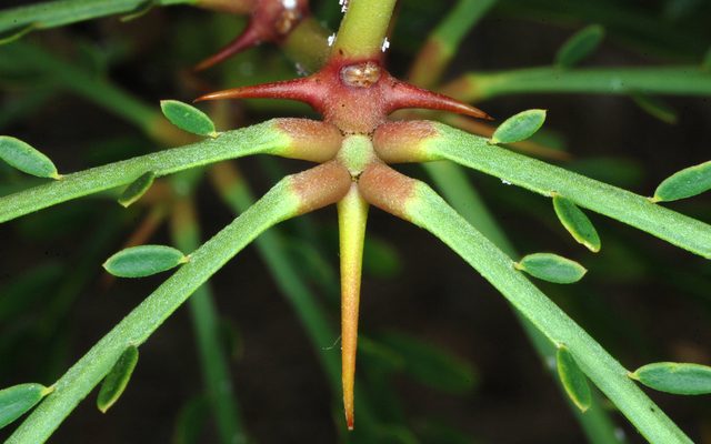 Mexican Palo Verde reference