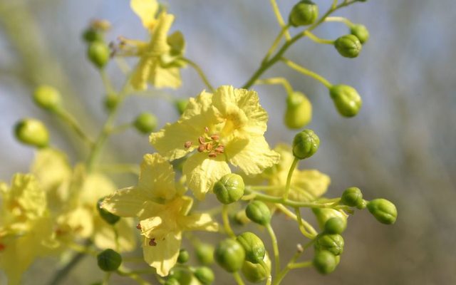 Blue Palo Verde reference