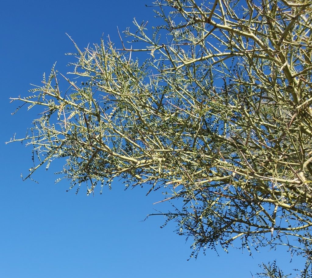 Foothill Palo Verde reference