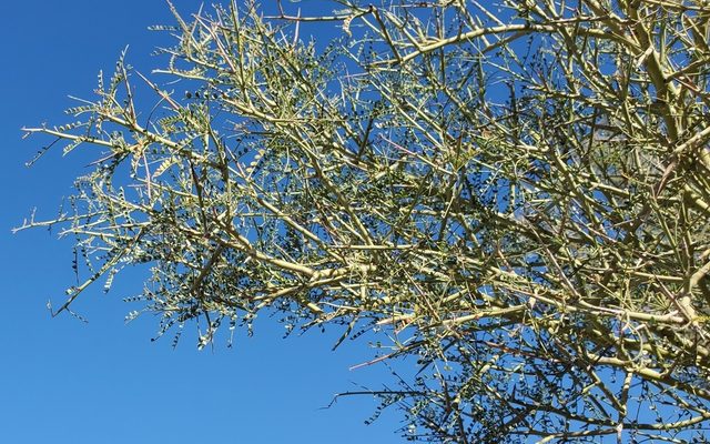 Palo Verde reference