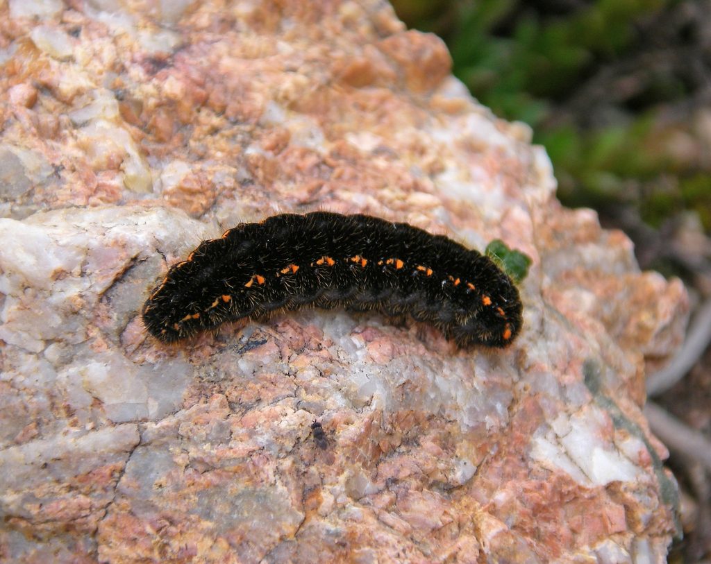 Rocky Apollo Butterfly reference