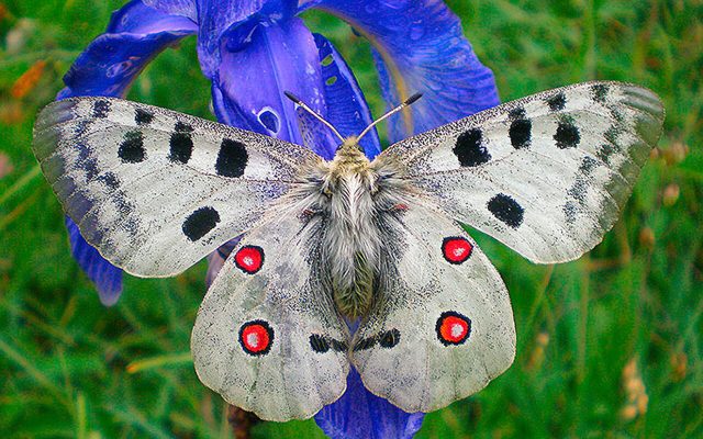Apollo Butterfly reference