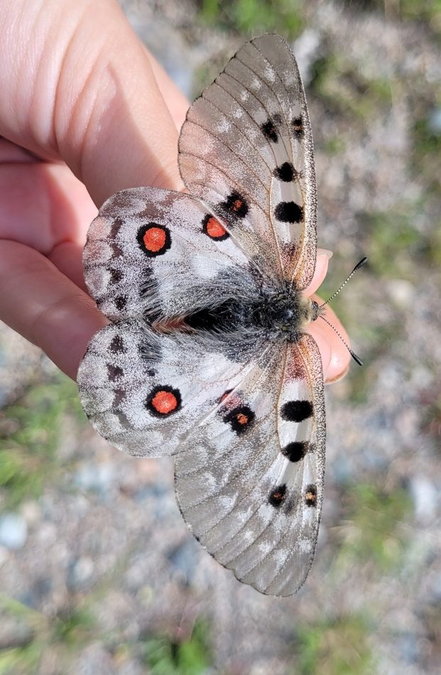 Asian Apollo Butterfly reference
