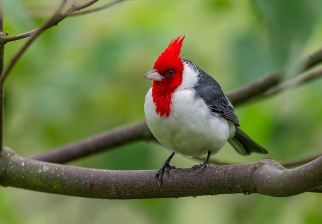 Red-crested Cardinal reference