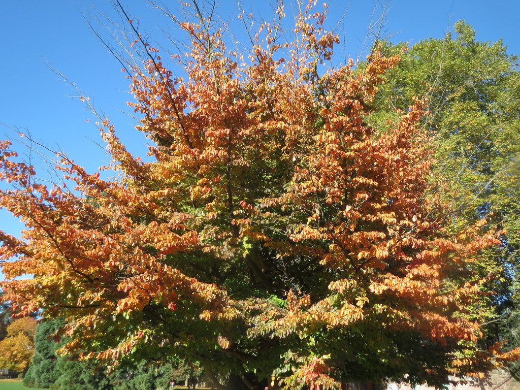 Persian Ironwood reference