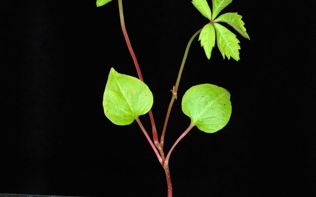 Virginia Creeper reference