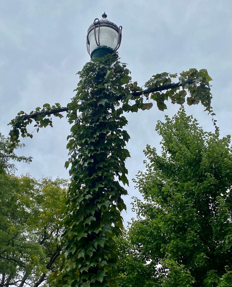 Parthenocissus tricuspidata reference