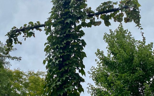 Boston Ivy reference