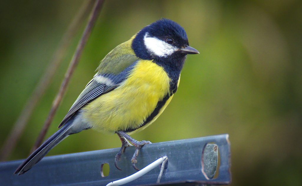 Great Tit reference