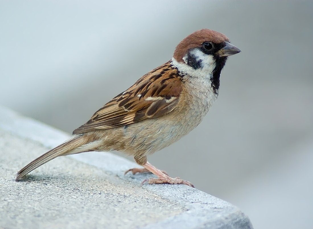 Passer montanus reference