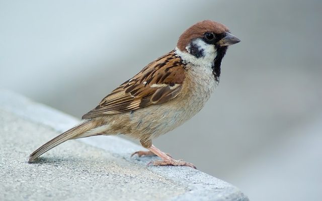 Eurasian Tree Sparrow reference