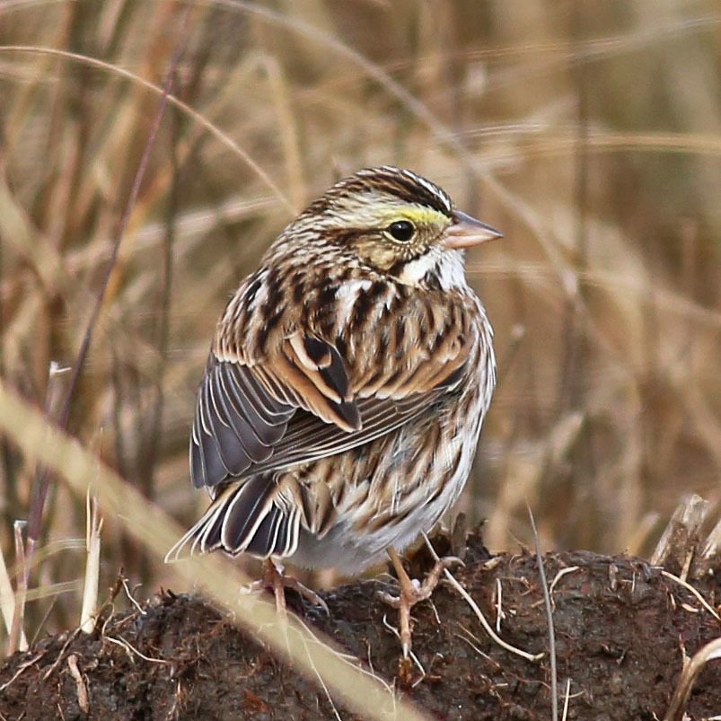 Savannah Sparrow reference