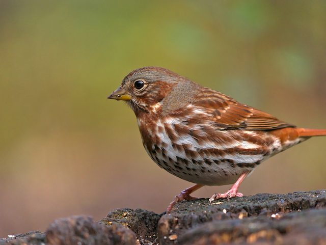 Fox Sparrow reference