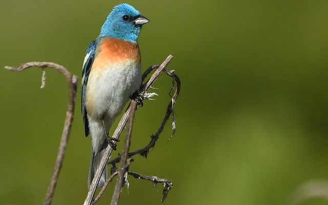 Lazuli Bunting reference