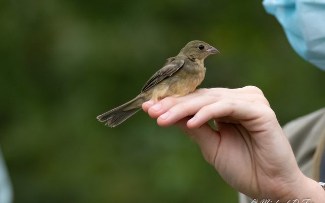 Painted Bunting reference