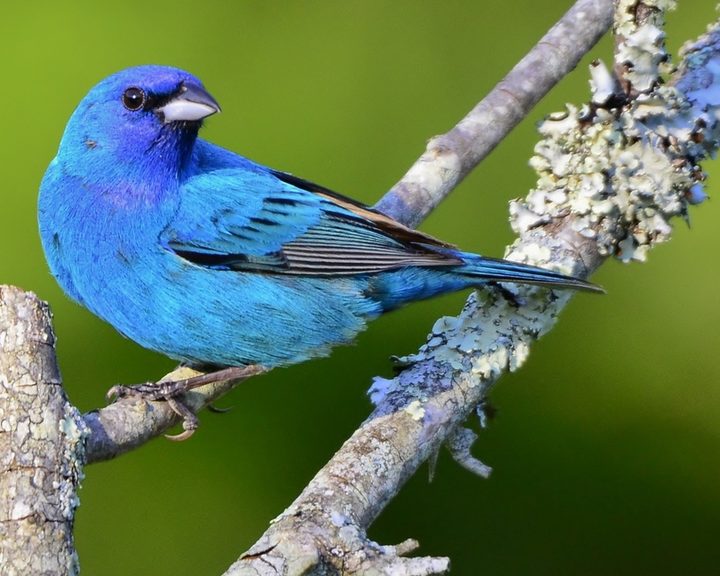Indigo Bunting