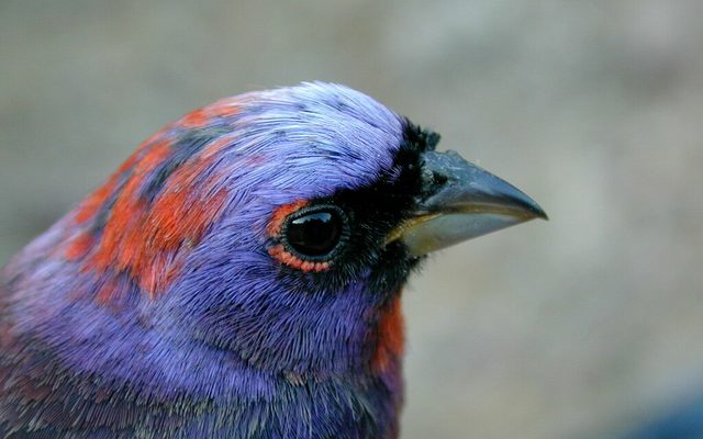 Varied Bunting reference