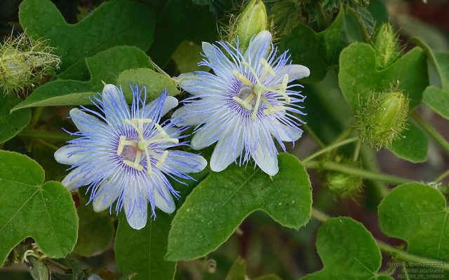 Stinking Passionflower reference