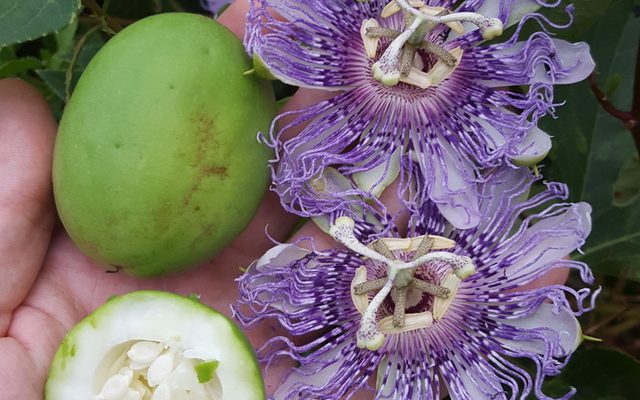 Purple Passionflower reference