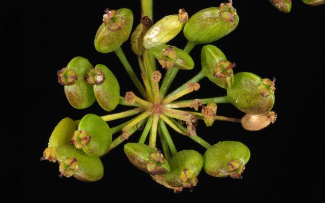 Wild Parsnip reference