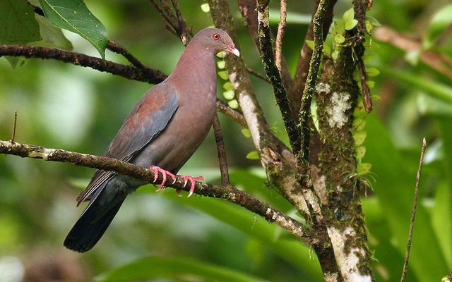 Red-billed Pigeon reference