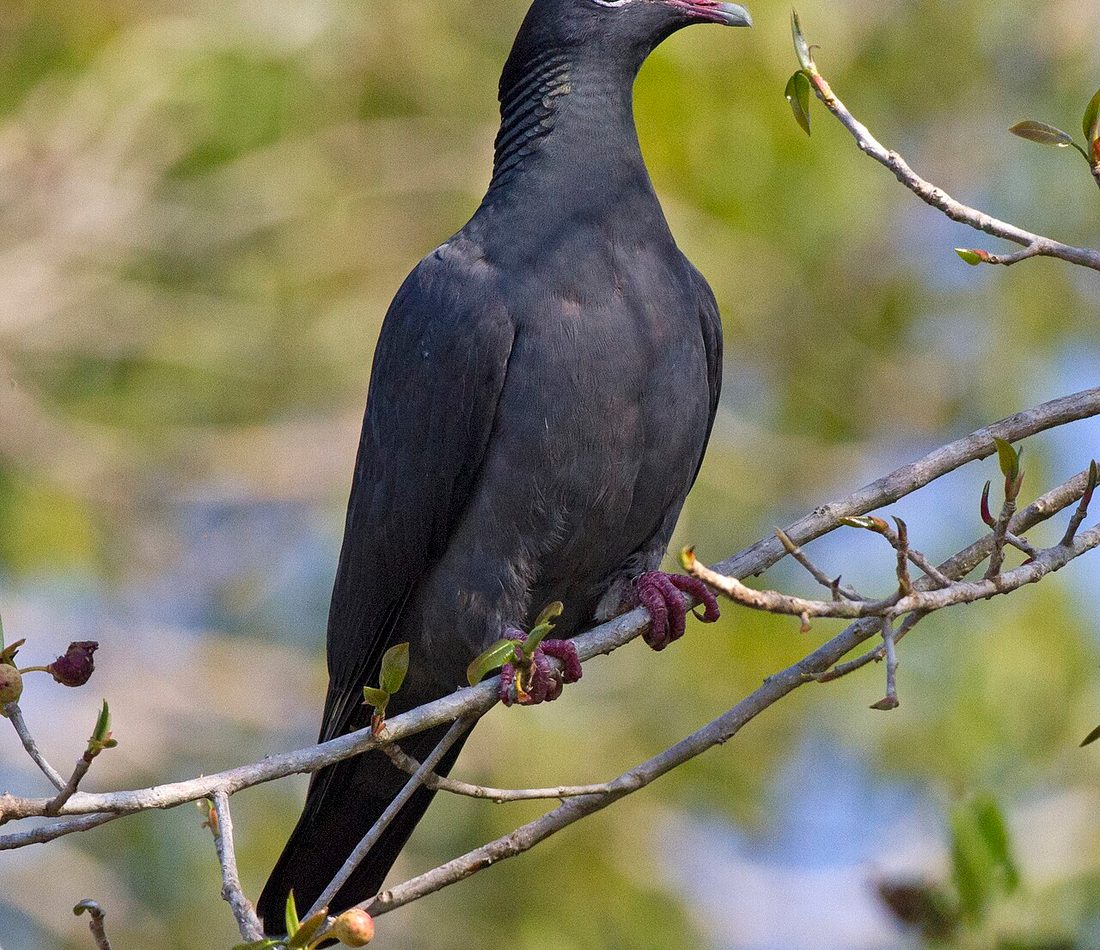 White-crowned Pigeon reference